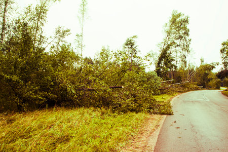 Strong winds have caused significant destruction in the forest, resulting in uprooted trees and...