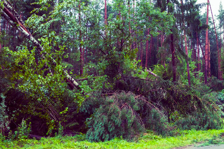Strong winds have caused significant destruction in the forest, resulting in uprooted trees and...