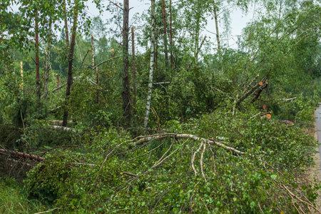 Strong winds have caused significant destruction in the forest, resulting in uprooted trees and...