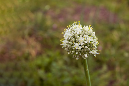 Beautiful cluster of white allium flowers blooming in a lush green field during springtimeの写真素材