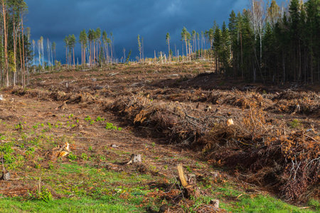 Deforested land showing tree stumps and cleared forest area under dark clouds in a rural settingの写真素材