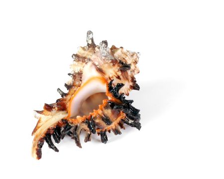 Sea cockleshell laying on a white background