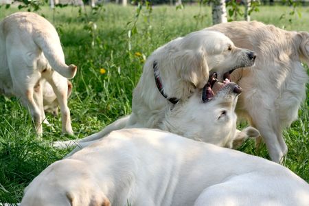 Dogs, golden retrievers on a green lawn