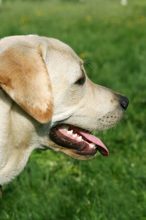 Dog, white labrador on a green lawn