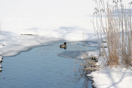 The ducks floating in a winter pondの写真素材