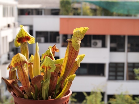 carnivorous pitcher plantの写真素材