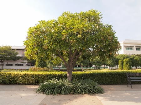 pomegranate tree