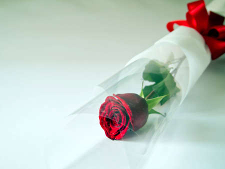 Red Rose with space,cross-processedの写真素材