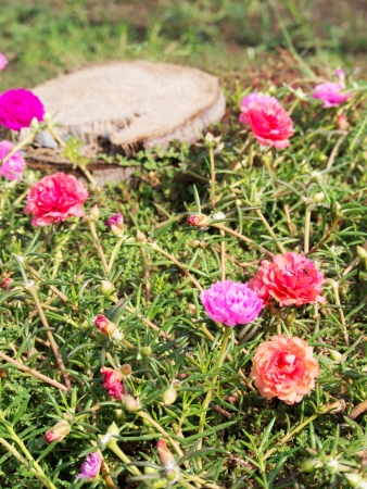 Colorful flowers and tree stumpの写真素材