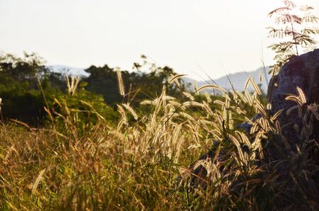 Bright sun and green grass field, KaoYai, Thailand  の写真素材
