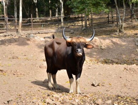 Gaur. Jaint black bull in rainforest, Thailand. の写真素材