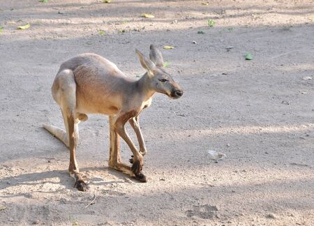 Grey Kangaroo on sandの写真素材