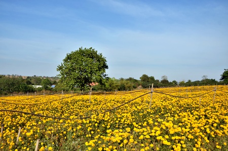 Marigold field for cut flowers, Thailandの写真素材