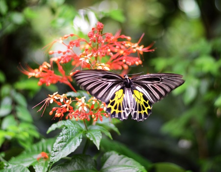 Butterfly on a red flower の写真素材