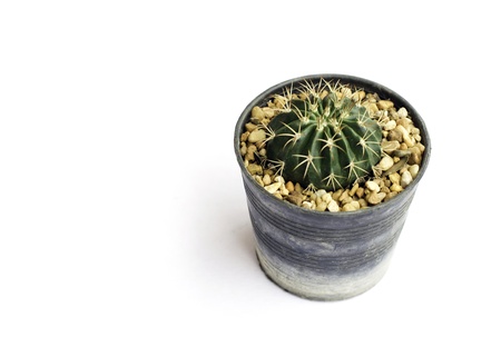 Cactus in a flowerpot on white backgroundの写真素材