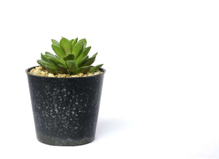 Potted cactus on white backgroundの写真素材