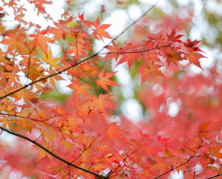 Colored Japanese maple leaf の写真素材
