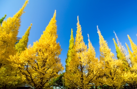 The yellow ginkgo trees against blue skyの写真素材