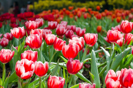Group of red tulips in the park  Spring landscape  の写真素材