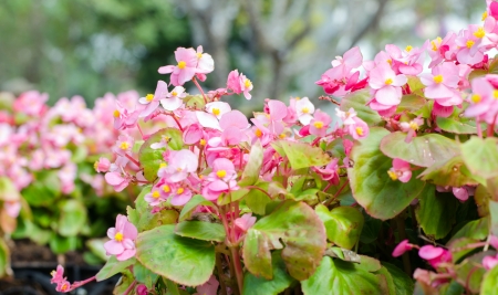 Beautiful african Tulip tree  Spathodea campanulata  の写真素材