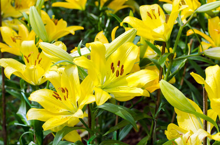 blooming yellow lily in winter field  dipterocarpus alatus の写真素材