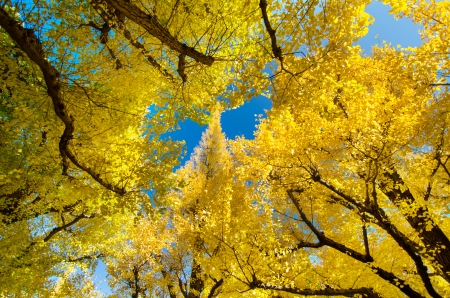 Beautiful ginkgo trees against blue skyの写真素材