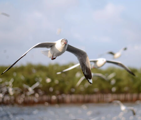 Beautiful Gull flying, Brown-headed Gull  Chroicocephalus brunnicephalus 