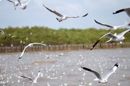 Flying seagulls in action at Bangpoo, Thailand の写真素材