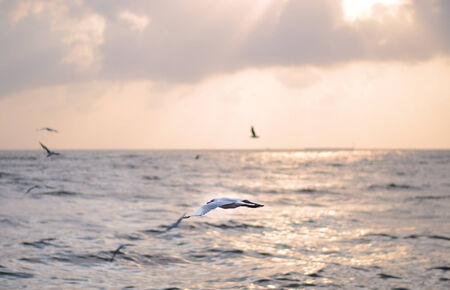 Seagull with beautiful sunset in the background の写真素材