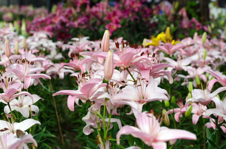 Blooming pink lily in garden (dipterocarpus alatus)の写真素材