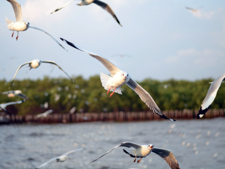 Flying seagulls in action at ocean, Bangpoo, Thailand の写真素材