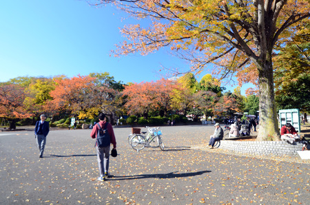 Tokyo, Japan - November 22, 2013  Visitors enjoy colorful trees on November22, 2013 in Ueno Park, Tokyo  Ueno Park is visited by up to 2 million people for autumn season  のeditorial素材