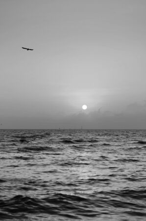 Seagull with beautiful sunset, Bangpoo, Thailandの写真素材