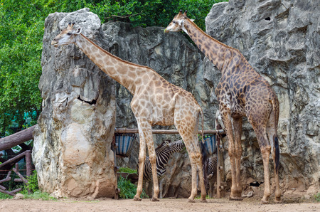 Giraffes with zebras in zoo, Bangkok, Thailand