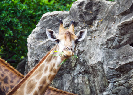 Giraffe eating and looking at cameraのeditorial素材