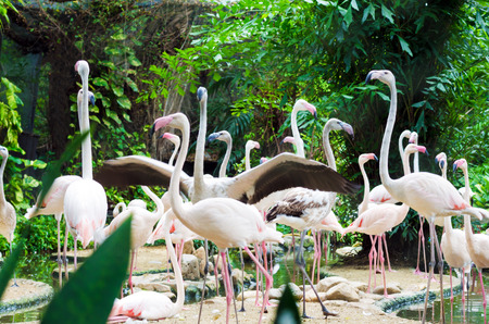 Flock of flamingos and fishing in the water.のeditorial素材