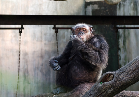 Portrait of chimpanzee in the zooの写真素材