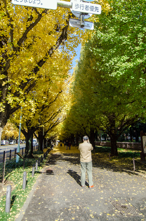 Tokyo, Japan - November 26, 2013: People visit Ginkgo Tree Avenue heading down to the Meiji Memorial Picture Gallery on November 26, 2013 in Tokyo. Meiji Jingu Gaien is one of the best places in Tokyo to see the stunning red, orange and yellow autumn leavのeditorial素材