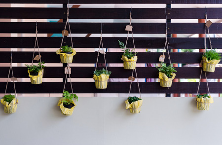 Outdoor foliage plant in pots hang on battens for small gardenの写真素材