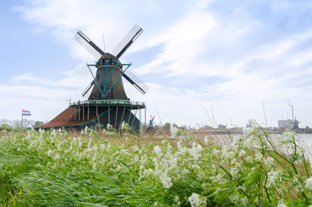 Wind mills with flower in Zaanse Schans, The Netherlands.の写真素材