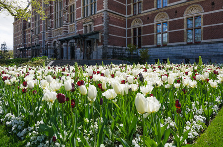Tulip garden around the Rijksmuseum, The Netherlandsの写真素材