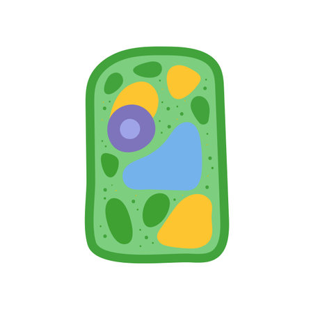 Plant cell anatomy structure. Educational infographic. Vector illustrationのイラスト素材