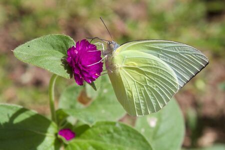A butterfly sipping nectar from purple flowerの写真素材