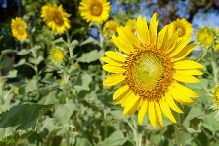 Sunflowers in sunny dayの写真素材