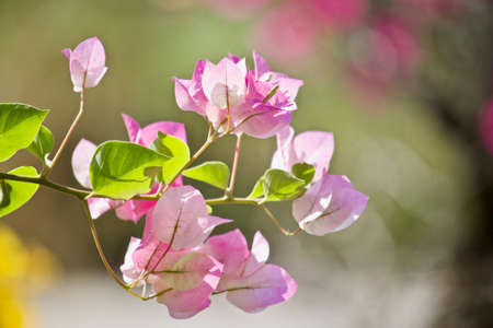 pink Bougainvillea on sunny day with selective focus