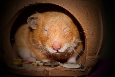 female syrian hamster waking up from clay house for hamster but it doesn't open eyes on black background lowkeyの写真素材