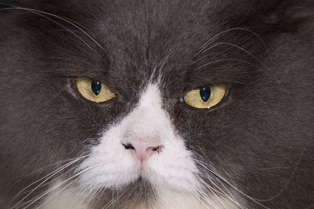 black persian catの写真素材