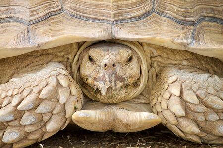 Portrait of Sulcata Tortoiseの写真素材
