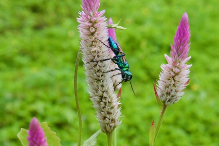 Emerald jewel wasp on Celosia argentea selective focus