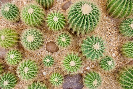 top view cactus